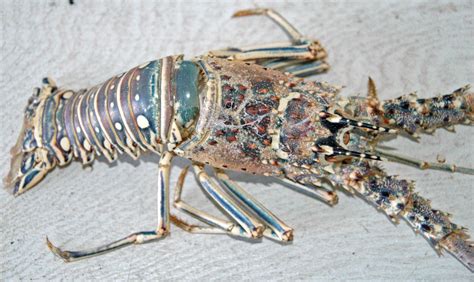 Spiny Lobsters Characteristics Reproduction Habitats And More