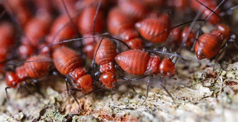 Termite Treatment At Home Roshan Pest Control Services