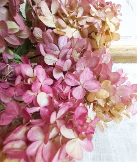 Dried Hydrangea Flowers Natural Confetti Hortensia Heads Brown Etsy