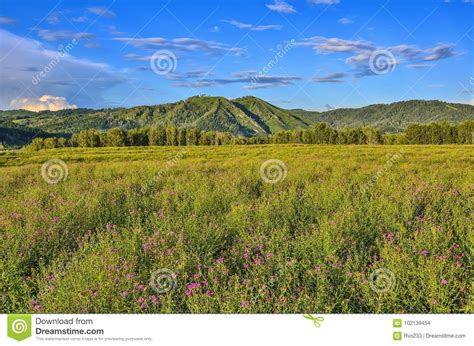 Picturesque Mountain Sunny Landscape Of Flowering Meadow Stock Photo