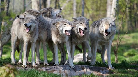 Provided to youtube by base79gang of wolves (original mix) · stupid humangang of wolves℗ copyright controlreleased on: What Happens to Wolves When They're Raised Like Dogs?