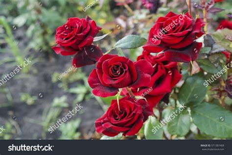 Beautiful Red Rose Bush Red Roses Stock Photo 571387468