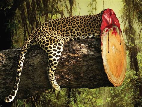 Proyecto Guardianes Del Templo Del Jaguar Por Un Planeta Mejorhoy