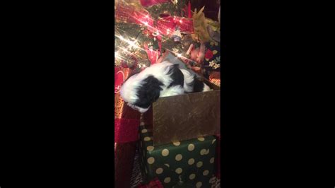 Puppy Surprise Christmas Present Youtube