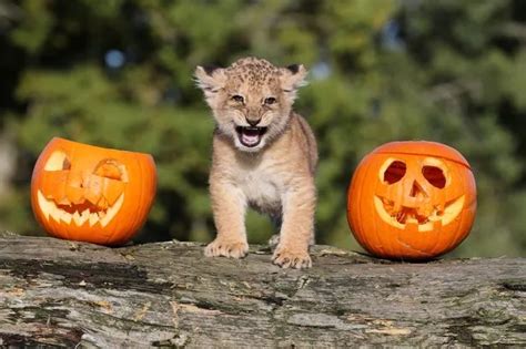 Halloween The Cutest Animal Meets Pumpkin Pictures From The Last Week