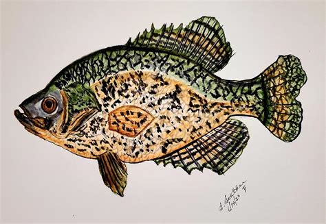 Crappie 1 Painting By Terry Feather Pixels