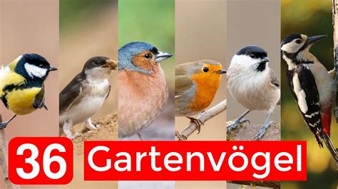 häufige Gartenvögel bestimmen Aussehen Gesänge Besonderheiten YouTube