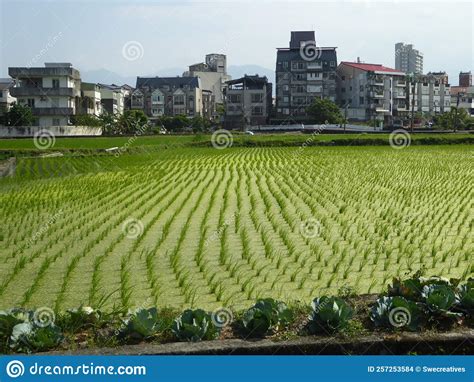 Green Rice Field And Apartment Buildings Urban Farming In Taiwan Stock