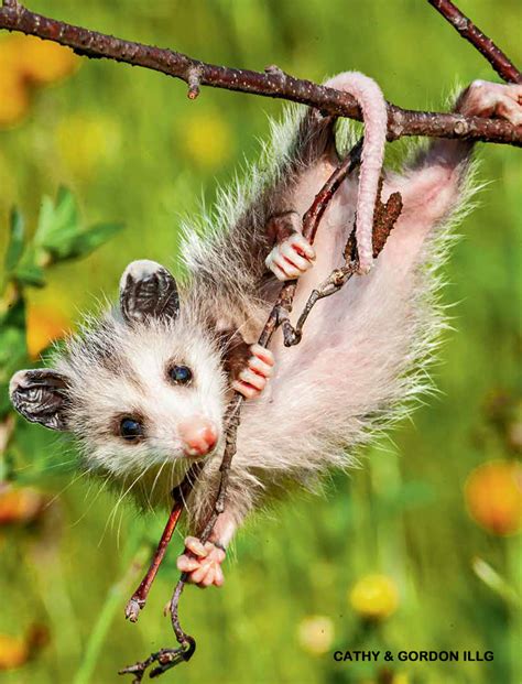 Awesome Mama Opossum Nwf Ranger Rick