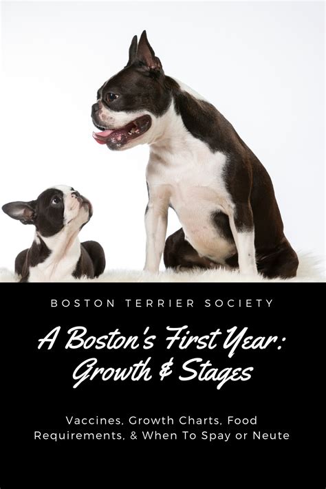 Your Bostons First Year What To Expect Growth Chart And Development