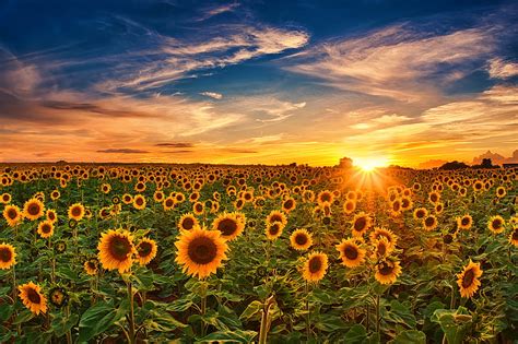 Sunflower Field Backgrounds