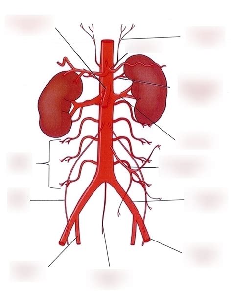 Abdominal Aorta Anatomy
