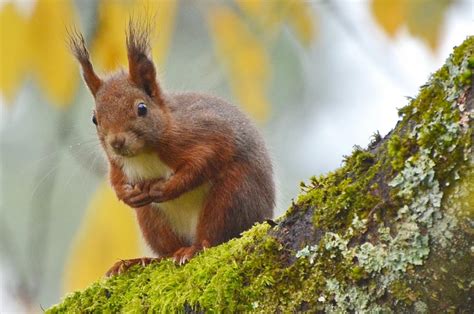Lebendiges sachwissen im handlichen mitnahmeformat; Tiere in meinem Garten | Grillforum und BBQ - www ...