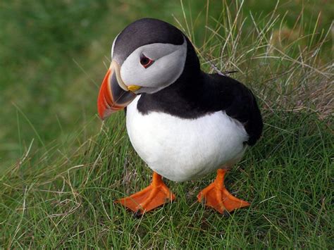 Atlantic Puffin National Geographic Society