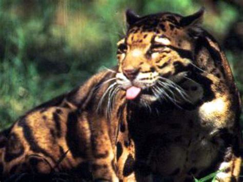 The formosan clouded leopard (neofelis nebulosa brachyura) is a clouded the recent spotting of the formosan clouded leopard, a rare species of large cat, in taiwan, was more than great news for. Species New to Science: Mammalogy • Extinct Formosan Clouded Leopard Neofelis nebulosa ...