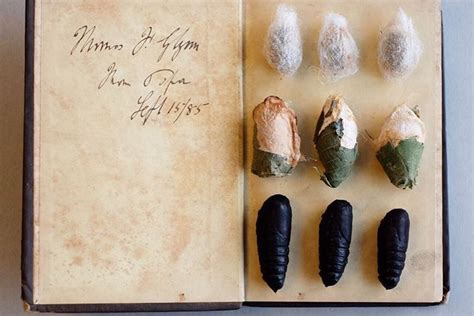 Different Types Of Cocoons And Pupa From Last Years Moths Its So