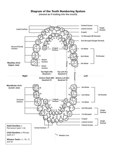Dental Chart For Teeth