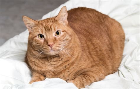 Short Haired Orange Tabby Cat On A Fluffy White Blanket Texas Aandm