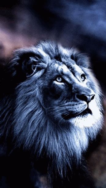 With tenor, maker of gif keyboard, add popular gif animated gifs to your conversations. Lions GIF on GIFER - by Dagdarad