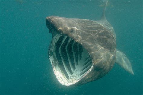 Enormous Basking Shark Spotted Off The Coast Of Cornwall Daily Star