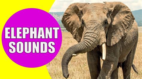 Elephant Sounds For Kids Learn Trumpeting Rumbling And Roaring