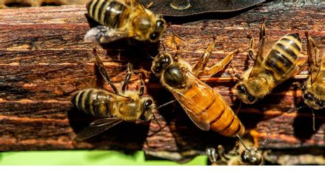 6 Things You Didnt Know About Queen Bees Apis Donau