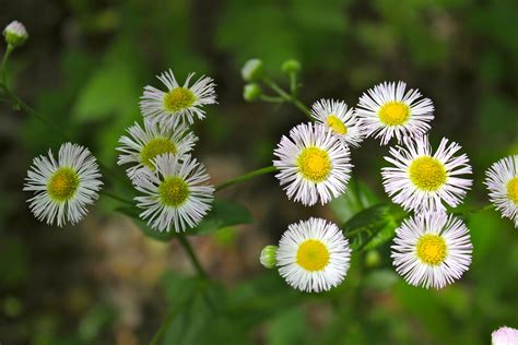Awesome White Flowers That Look Like Weeds Ideas