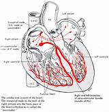 Electrical Wiring Of The Heart