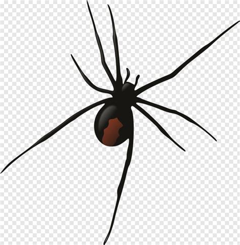 Spider Man Homecoming Spider Webs Black Widow Spider Spider Web
