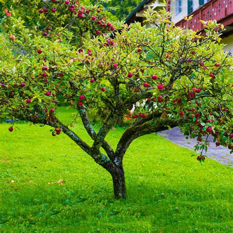 Great savings & free delivery / collection on many items. USDA Organic (Low-Chill) Fuji Apple Trees for Sale ...