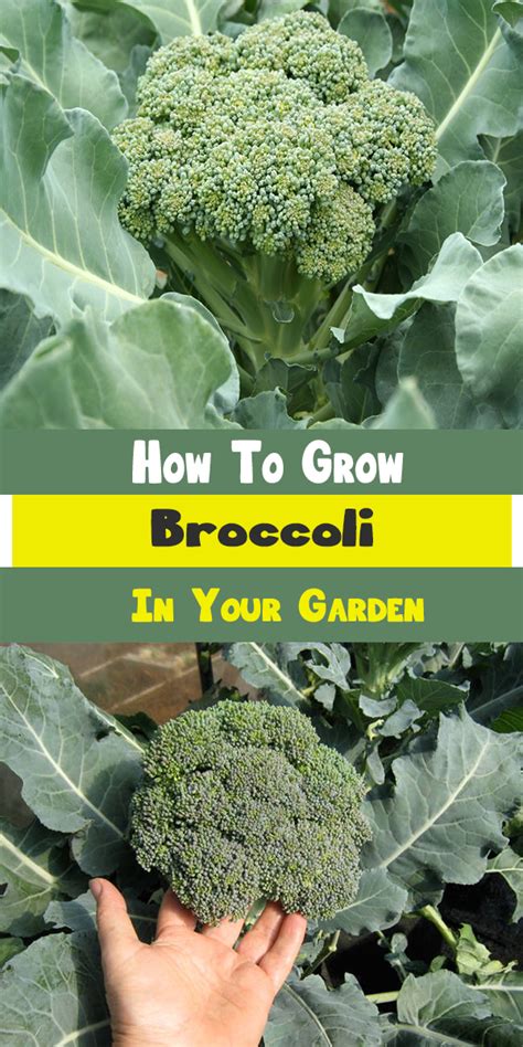 How To Grow Broccoli In Your Garden Gardening Ready