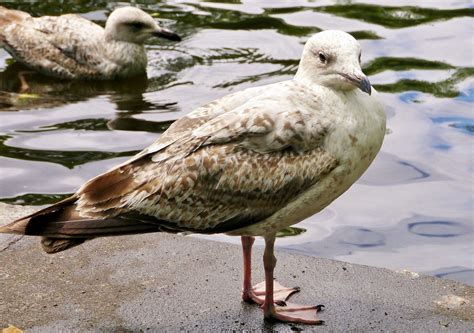 Immature Herring Gull Larus Argentatus St Stephens Gre Flickr