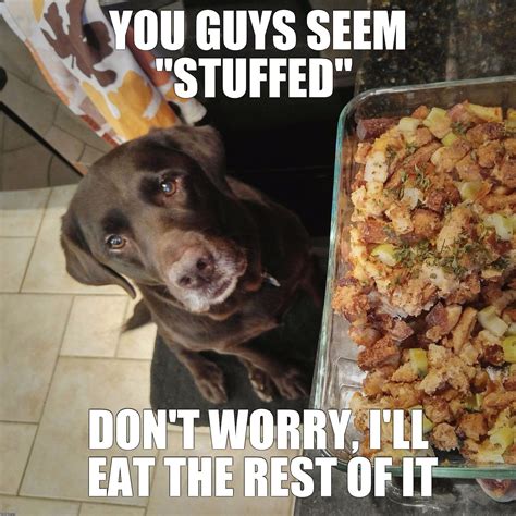 Pin By Jeff Stanley On Fun With Pets Funny Thanksgiving Memes Cute