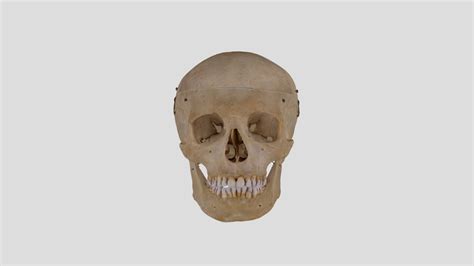 Human Skull B3r7 Download Free 3d Model By Susanelainejones 06d6ec1