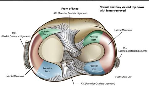 The joint capsule consists of the external fibrous layer and the internal synovial membrane. Knee Joint Anatomy | Bone and Spine