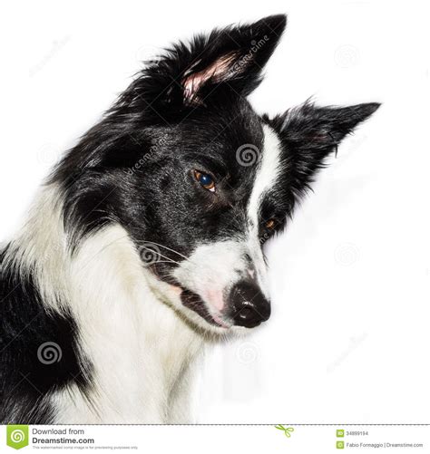 Border Collie Puppie Stock Photo Image Of Black Furry