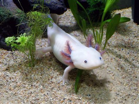 40 Axolotl Facts About These Adorable Amphibians