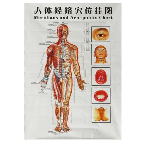 Chinese Medicine Body Acupuncture Points Meridians And Acupoints Chart