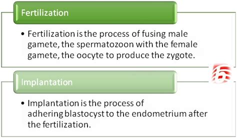 Difference Between Fertilization And Implantation Compare The