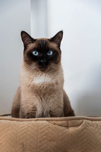 Siamese Cat Image Pictures Download Free Images On Unsplash