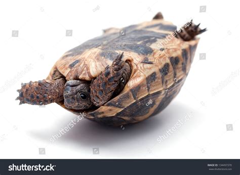 Im Genes De Turtle Upside Down Im Genes Fotos Y Vectores De