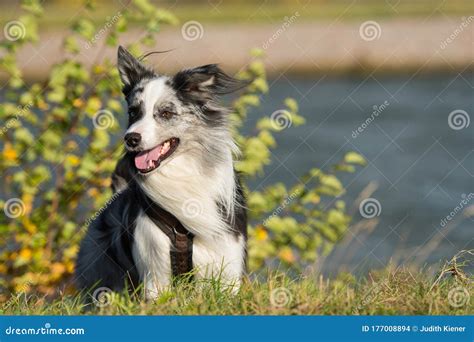 Border Collie Dog Standing In A Meadow Stock Photo Image Of View