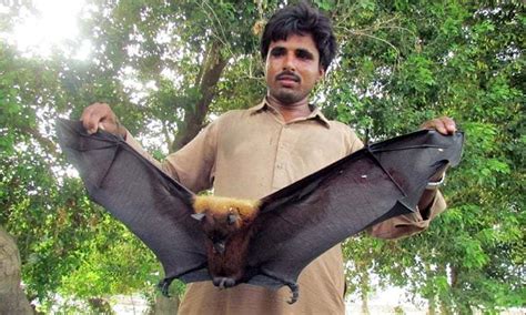 Biggest Bats
