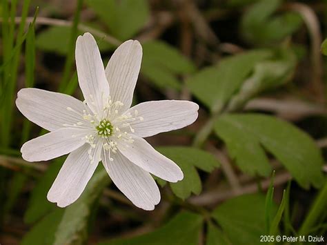 Sepals, petals, stamens, and pistils. Anemone quinquefolia (Wood Anemone): Minnesota Wildflowers