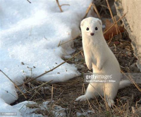 The Weasel Photos And Premium High Res Pictures Getty Images