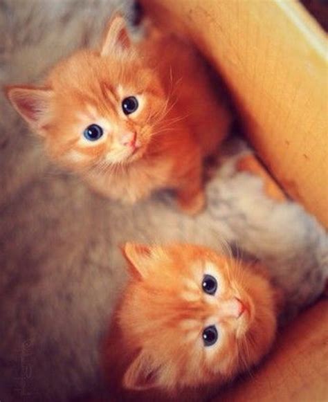 Cute Kittys Gatos Bonitos Gatos Mascotas