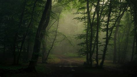 Download Path Forest Road Nature Fog 4k Ultra Hd Wallpaper
