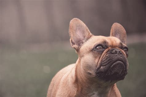 How Do I Know If My French Bulldog Has A Kennel Cough