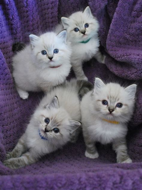 Explore 16 listings for blue lynx ragdoll kittens for sale at best prices. 68374 best I WORSHIP THE CATS images on Pinterest | Kitty ...