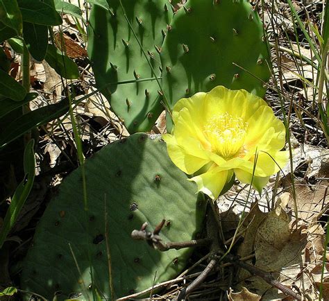 This post will teach you all about how to propagate prickly pear cactus pads. Eastern Prickly Pear (Plants of Jamaica Bay Marsh ...